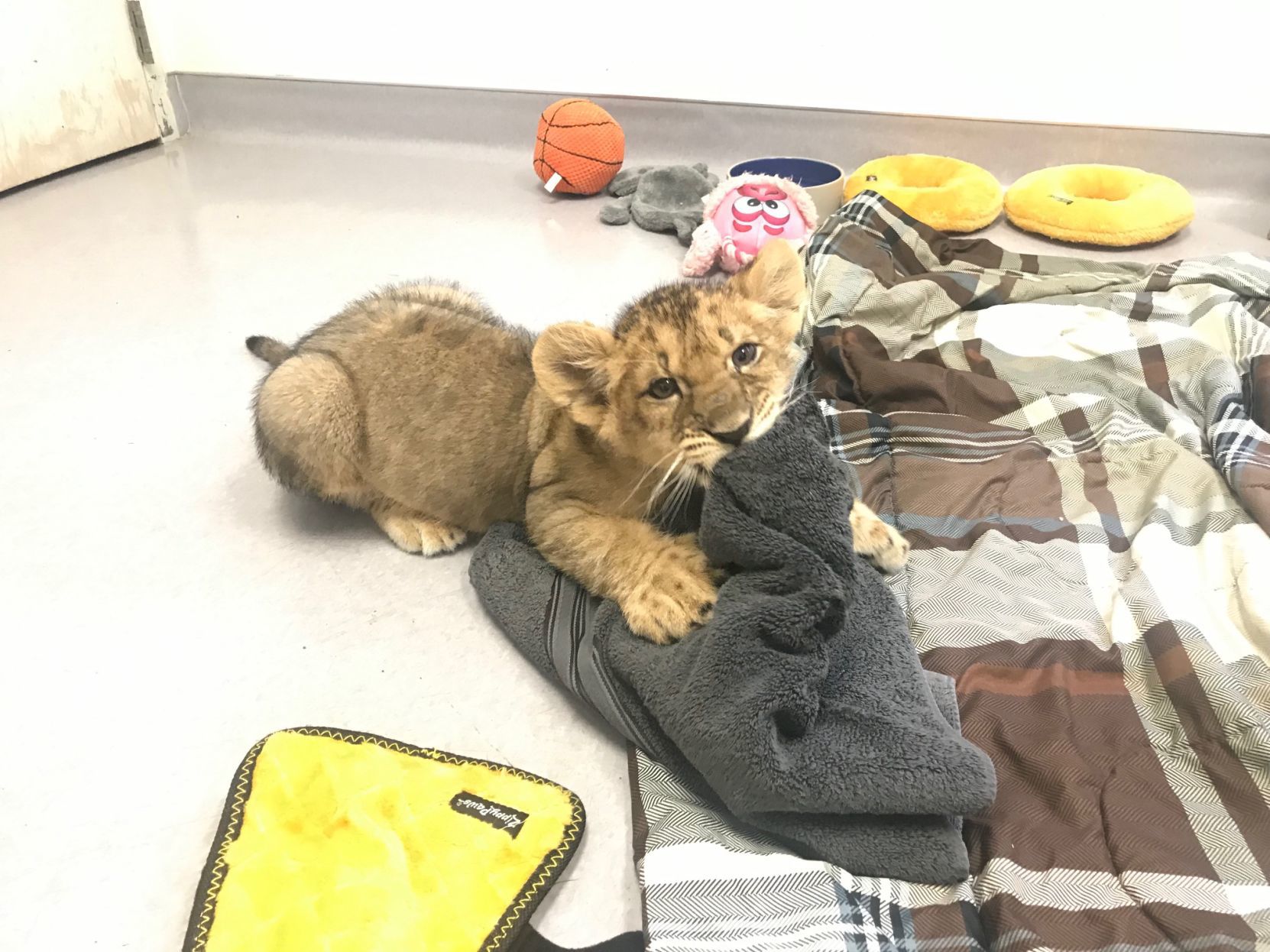 Discovery Kingdom lion cubs